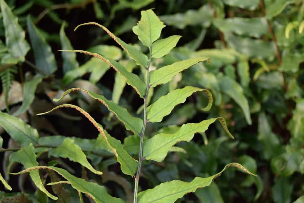 Cyrtomium fortunei ---